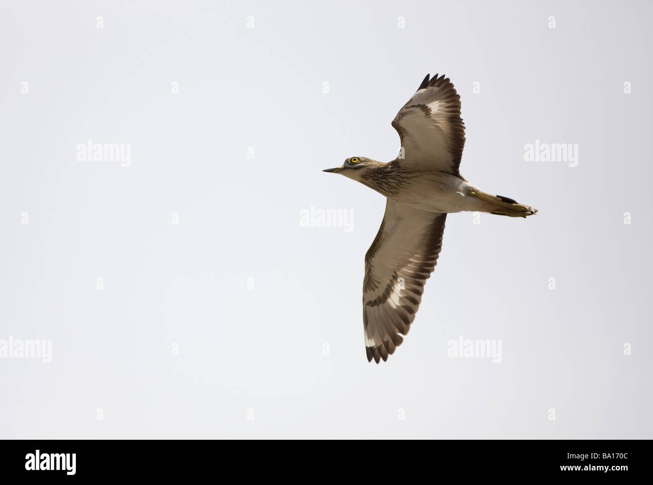 Oedicnème criard Burhinus bistriatus en vol Banque D'Images