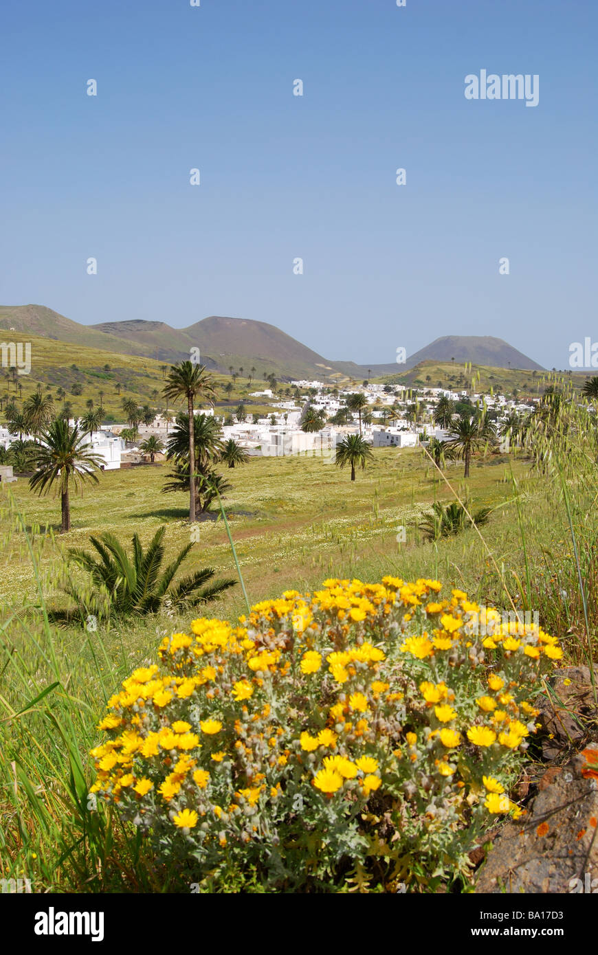 Vallée des mille palmiers, Haria, province de Las Palmas, Lanzarote, îles Canaries, Espagne Banque D'Images