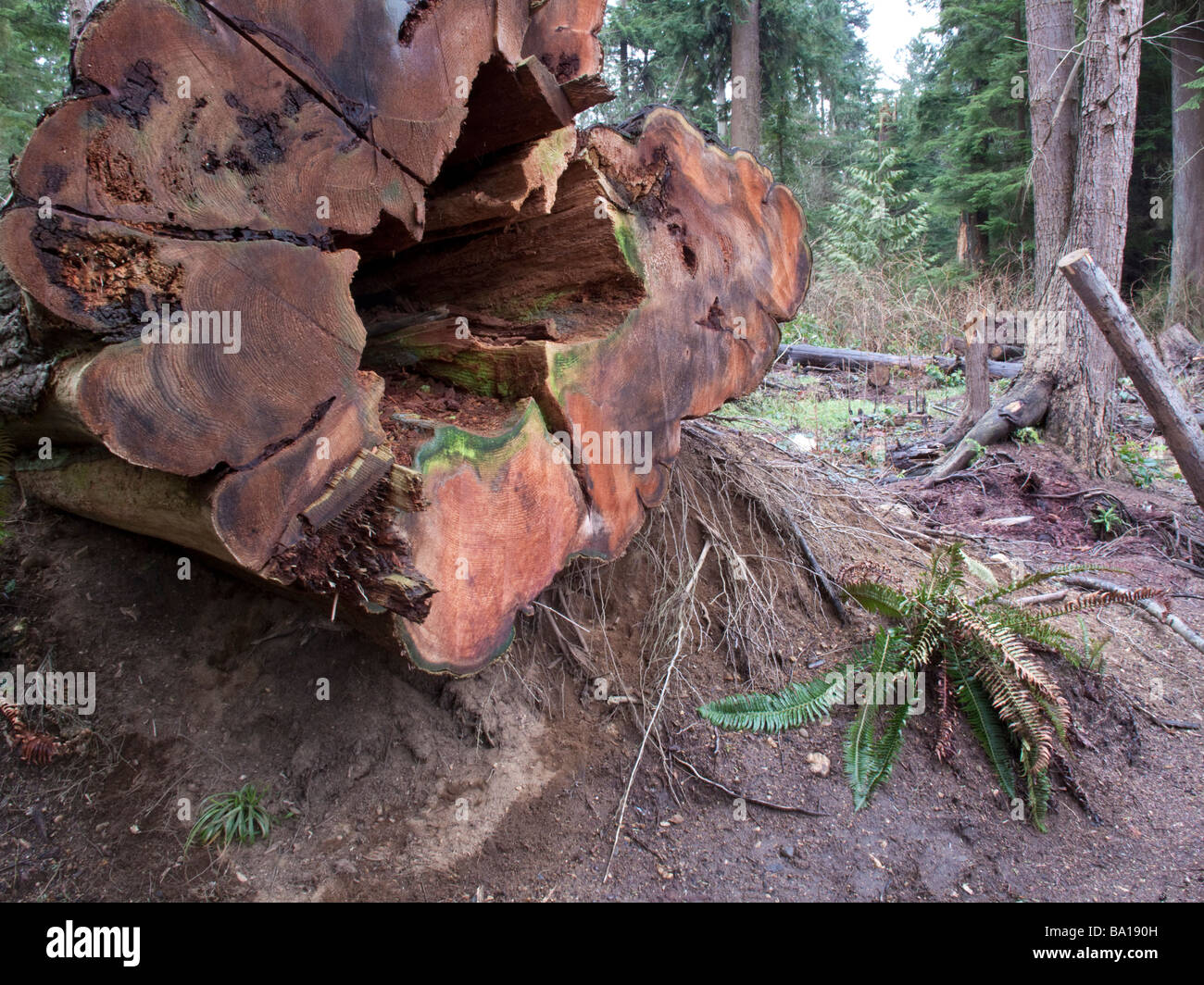 Couper le cèdre rouge de l'ouest, au parc Stanley, Vancouver après la tempête de 2006 Banque D'Images