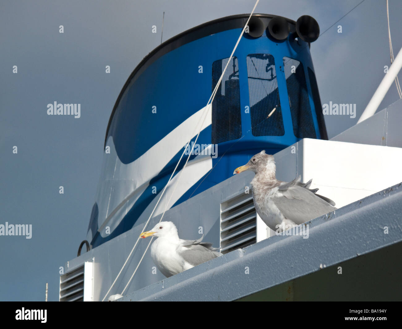 Les goélands assis sur un BC Ferry Terminal à Tssawwasen en Colombie-Britannique Banque D'Images