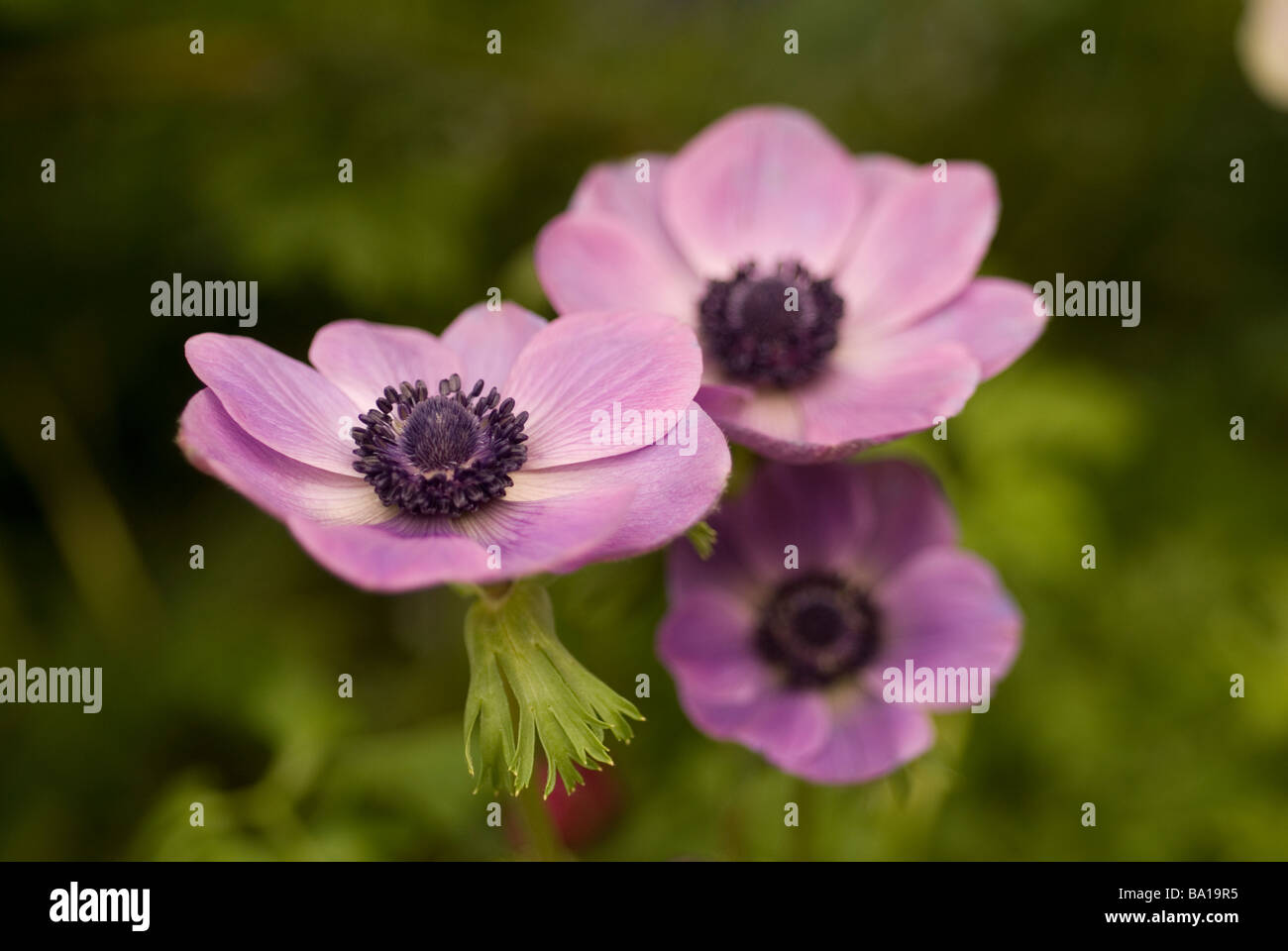 Anémone Anémone coronaria pavot (Ranunculaceae), Banque D'Images