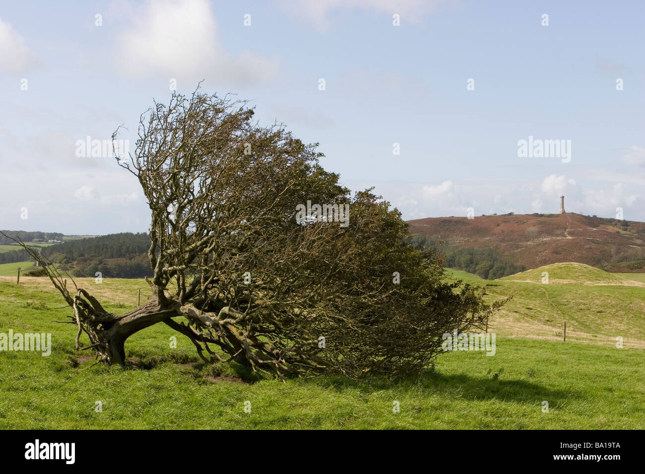 Arbre tombé sur Dorset hill top Banque D'Images