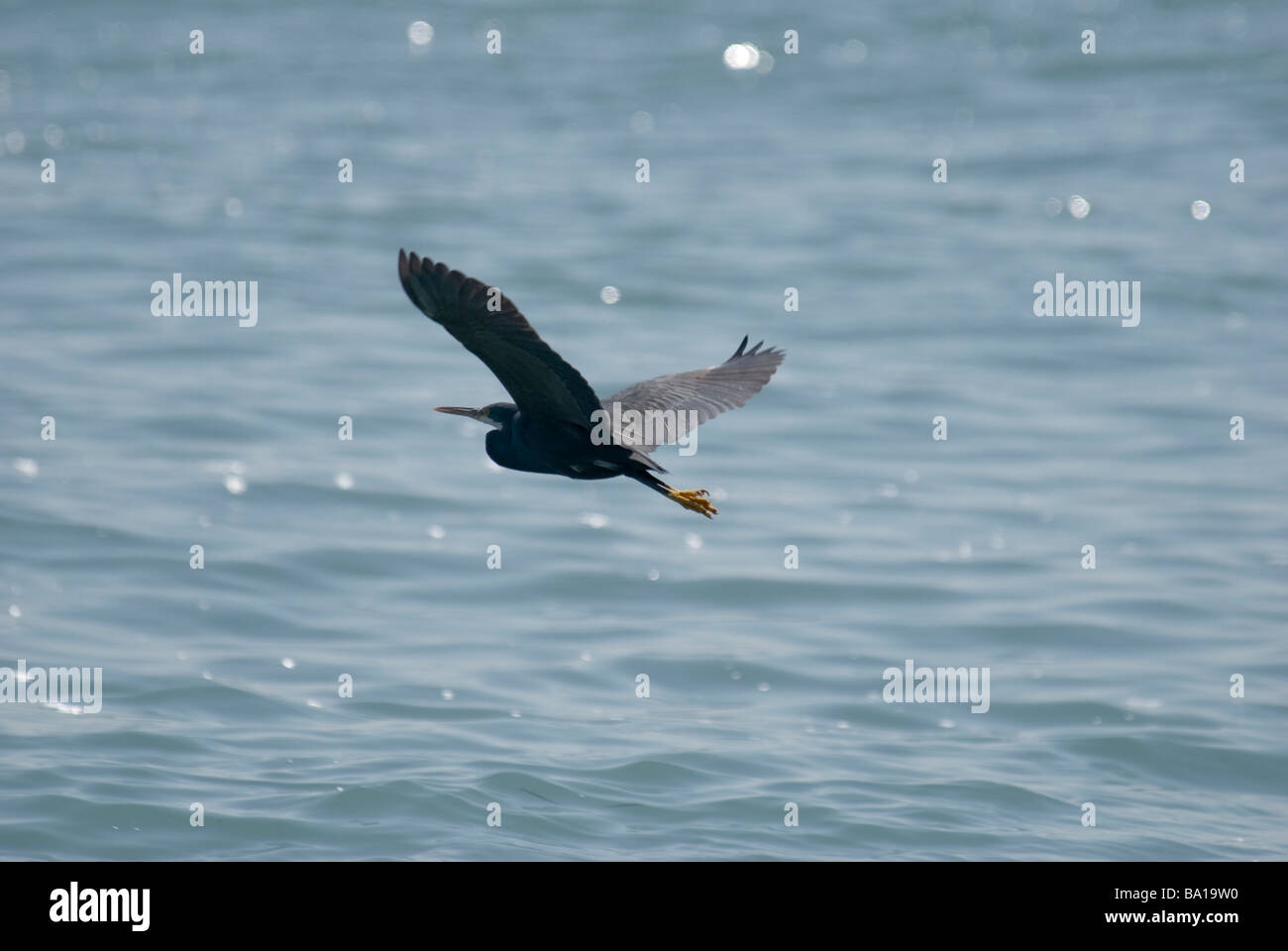 Aigrette garzette Egretta gularis Western Reef voler au-dessus de l'eau Gujarat Inde Banque D'Images