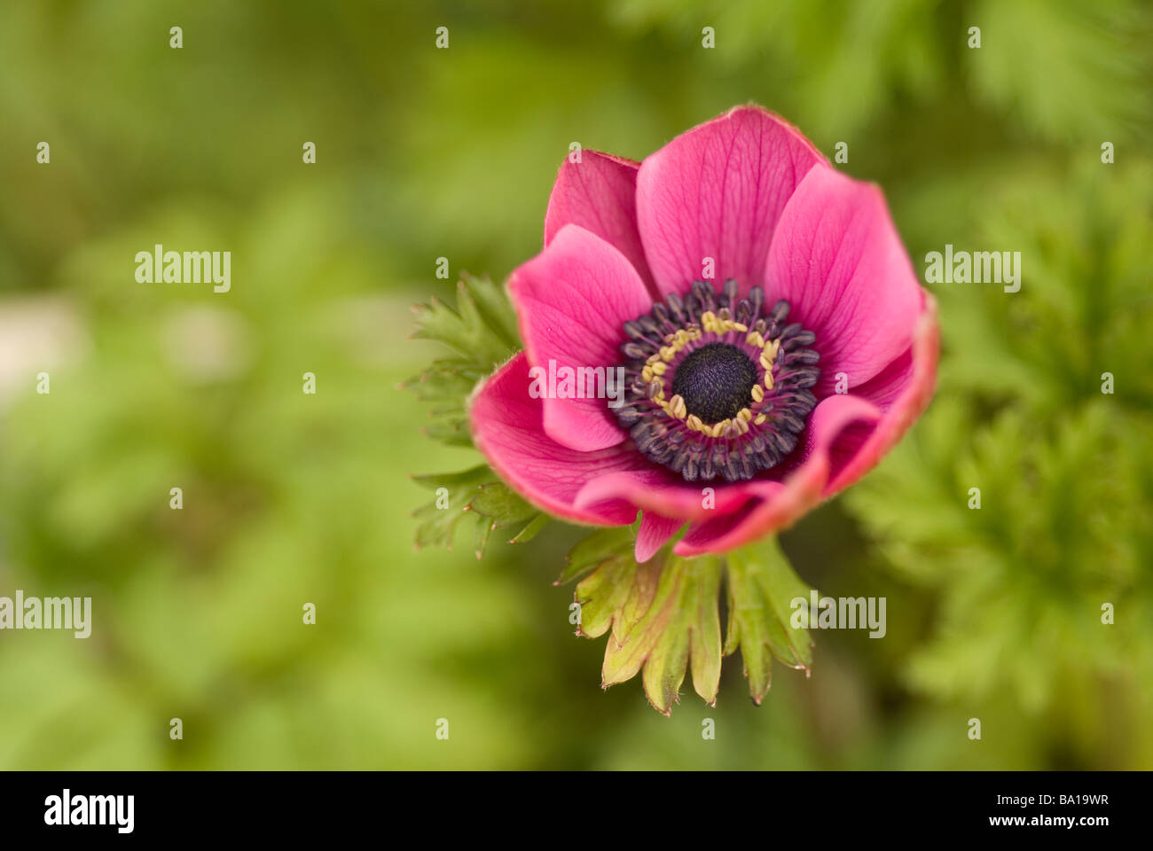 Anémone Anémone coronaria pavot (Ranunculaceae), Banque D'Images