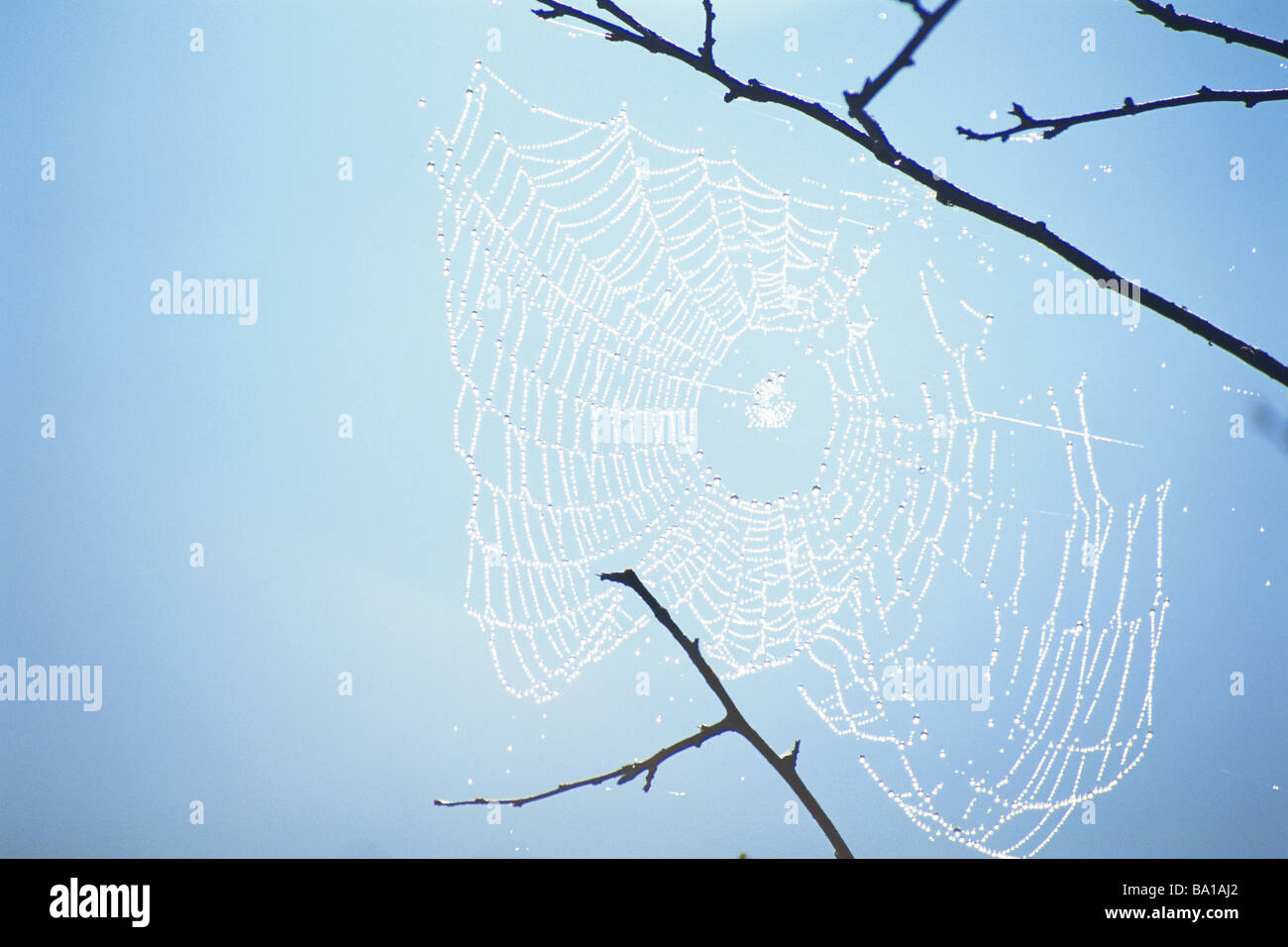 Web sur les Araignées gouttelettes contre le ciel bleu Banque D'Images