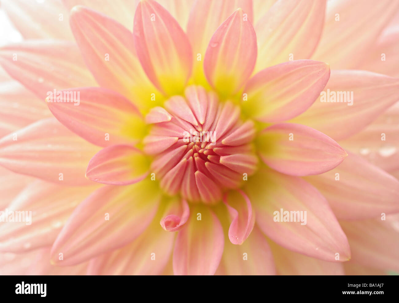 Dof très étroites en font une belle fleur dahlia parfait Banque D'Images