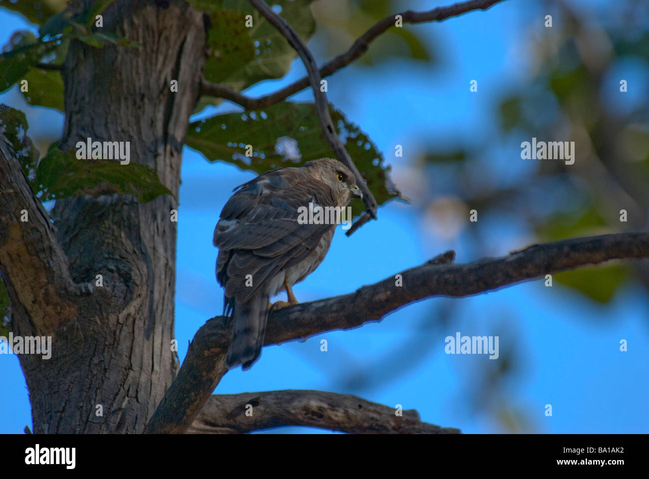 Shikra Accipiter badius assis dans un arbre Banque D'Images