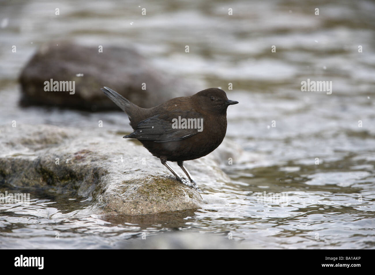 Balancier Cinclus pallasii Brown Japan winter Banque D'Images