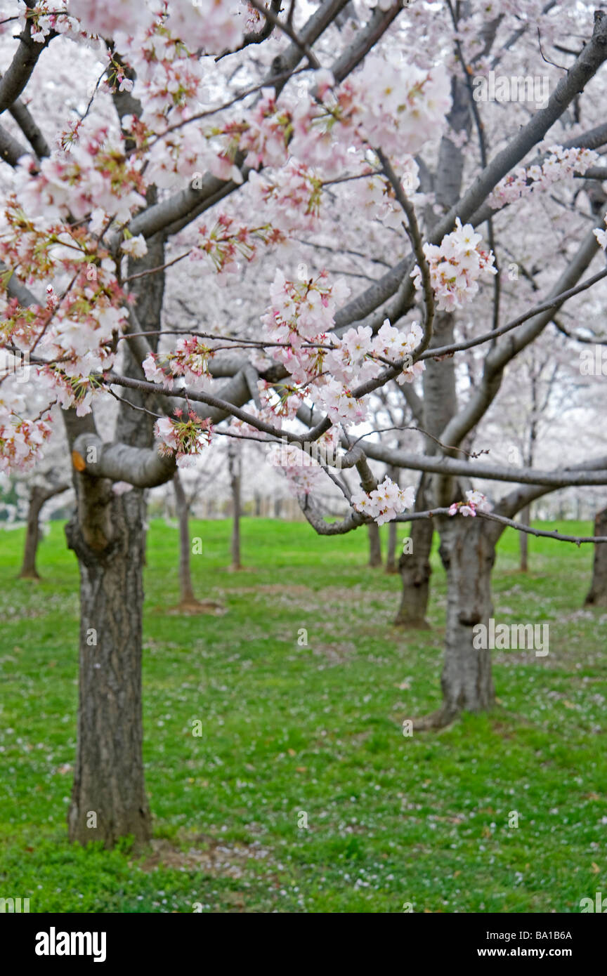 Fleurs de cerisier Washington DC spring festival Banque D'Images