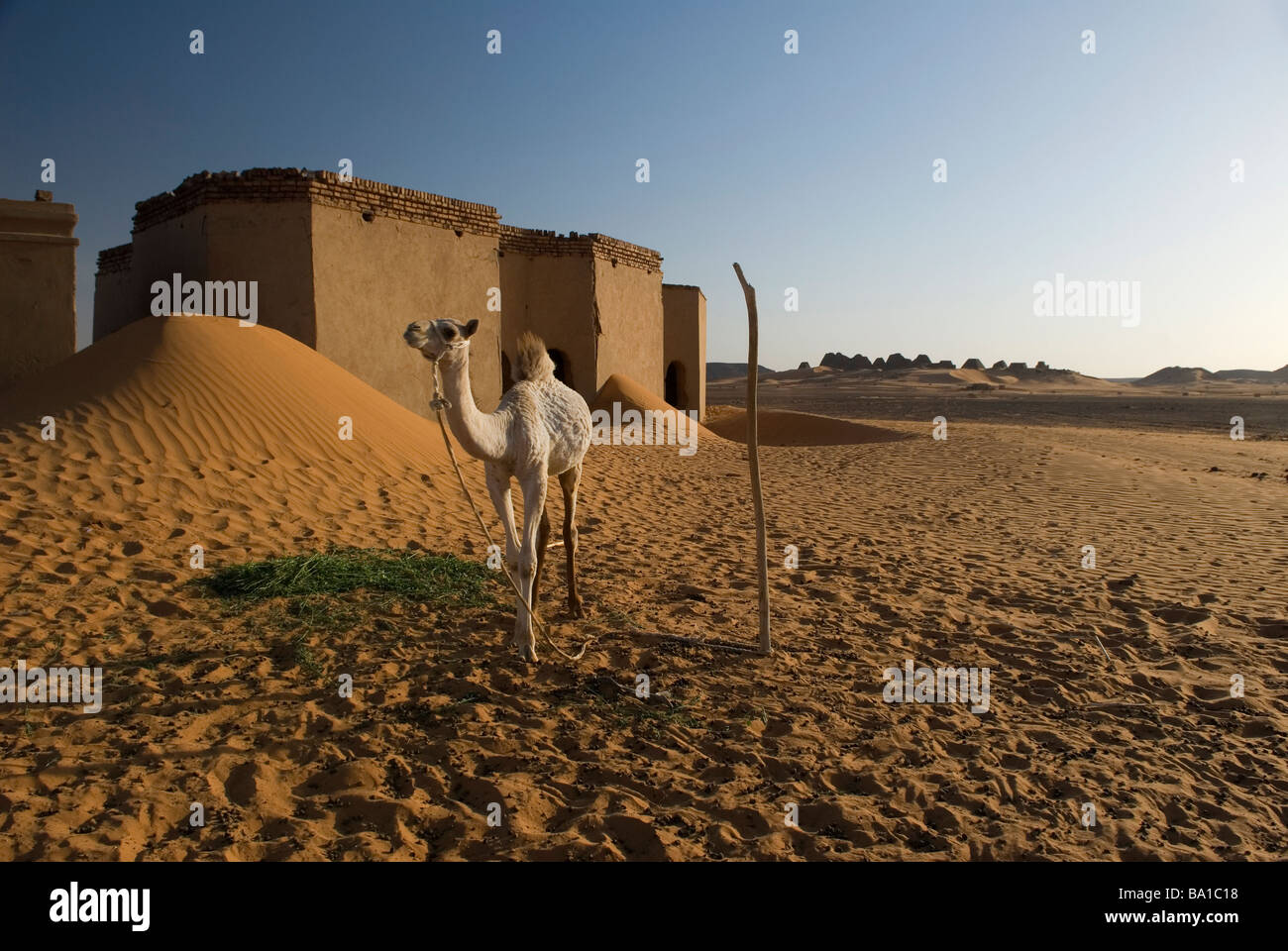 Chameau bébé attaché près de pyramides de Merowe Banque D'Images