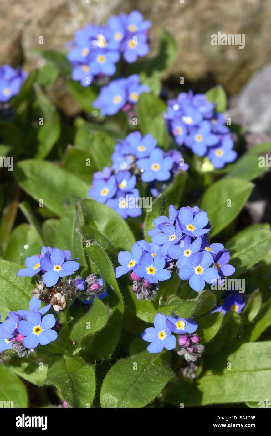 Communément appelé Bleu Myosotis ne m'oubliez pas de l'usine à billes bleu alpin Banque D'Images