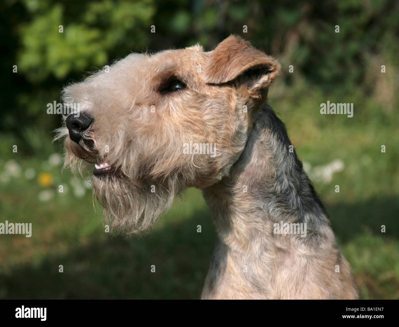 Un portrait d'un terrier lakeland Banque D'Images