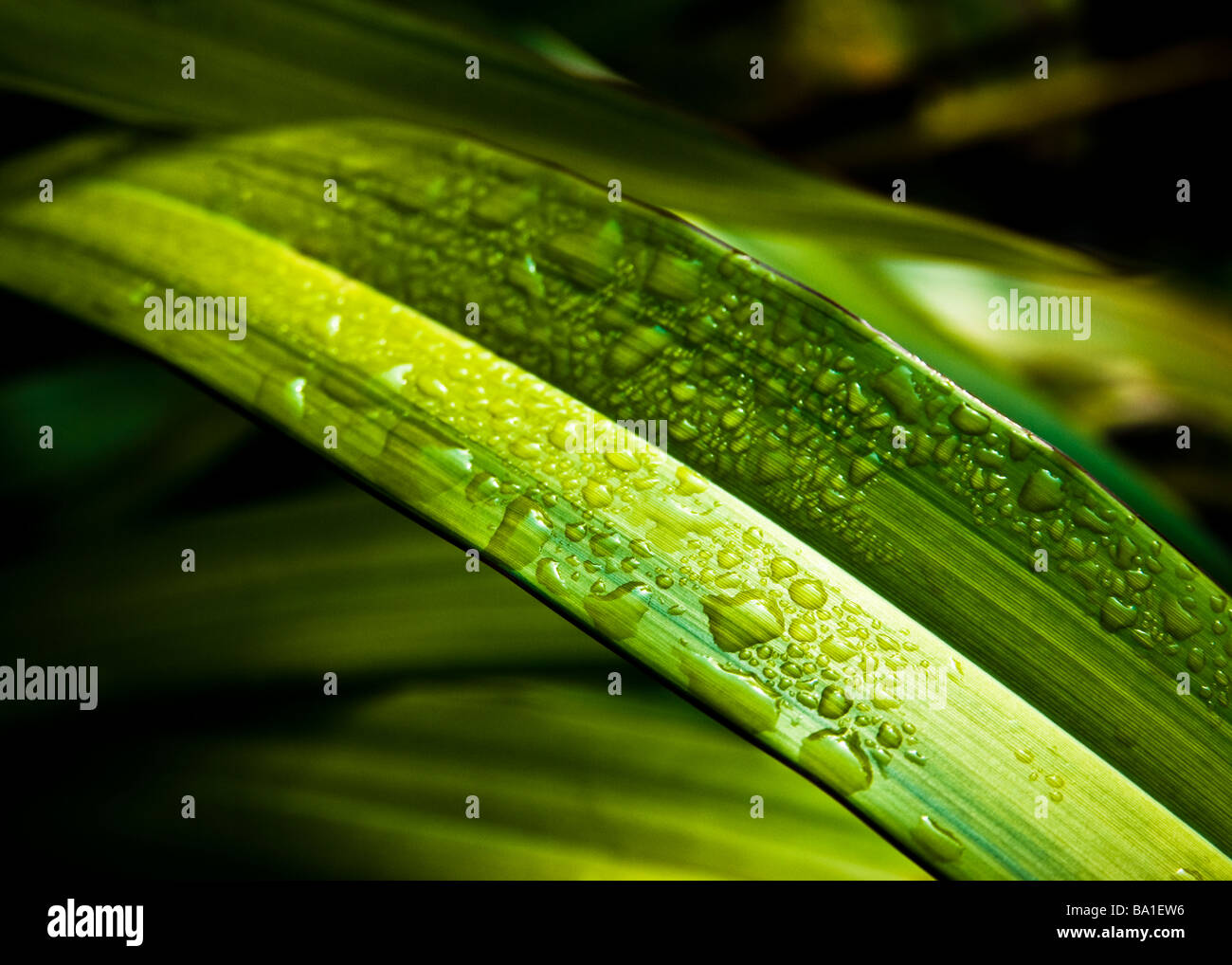 Close up de feuillage vert avec des gouttelettes d'eau, selective focus Banque D'Images