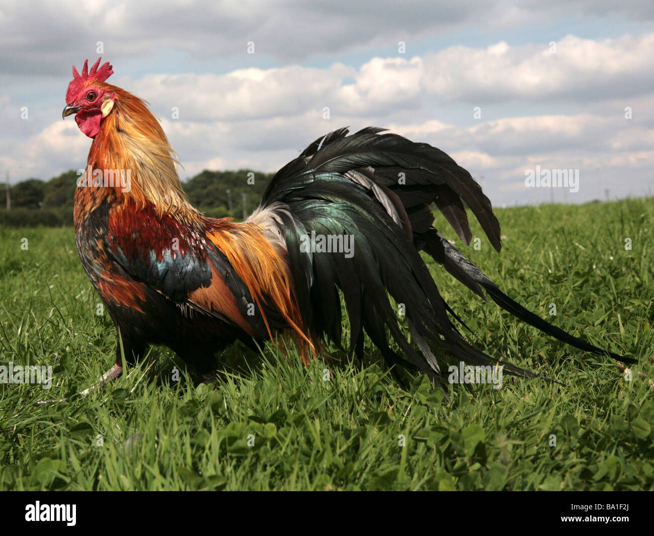 Coq coloré dans un champ Banque D'Images