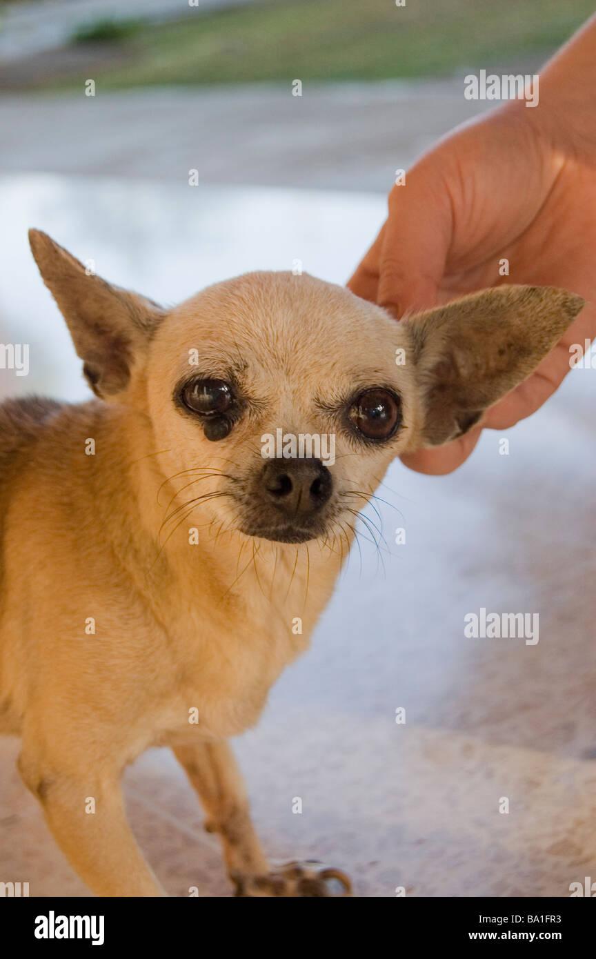 Un vieux chien Chiwawa non réception d'affection Banque D'Images