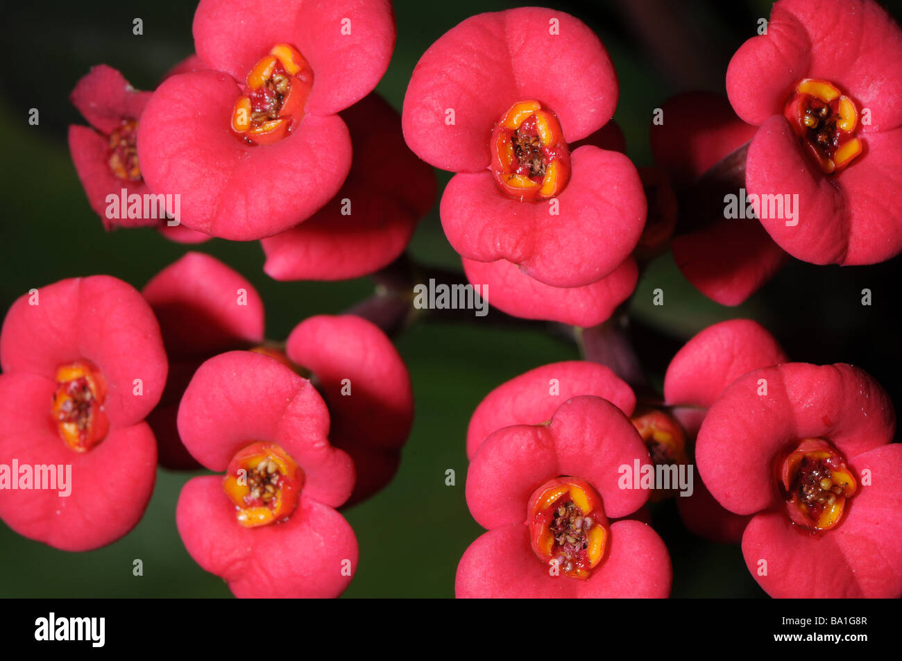 Euphorbia milii couronne d'épines Banque D'Images