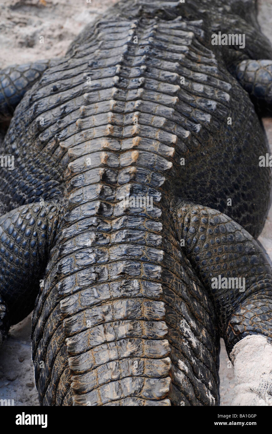 A la photo en gros plan de la peau d'un alligator Alligator mississippiensis (). Banque D'Images