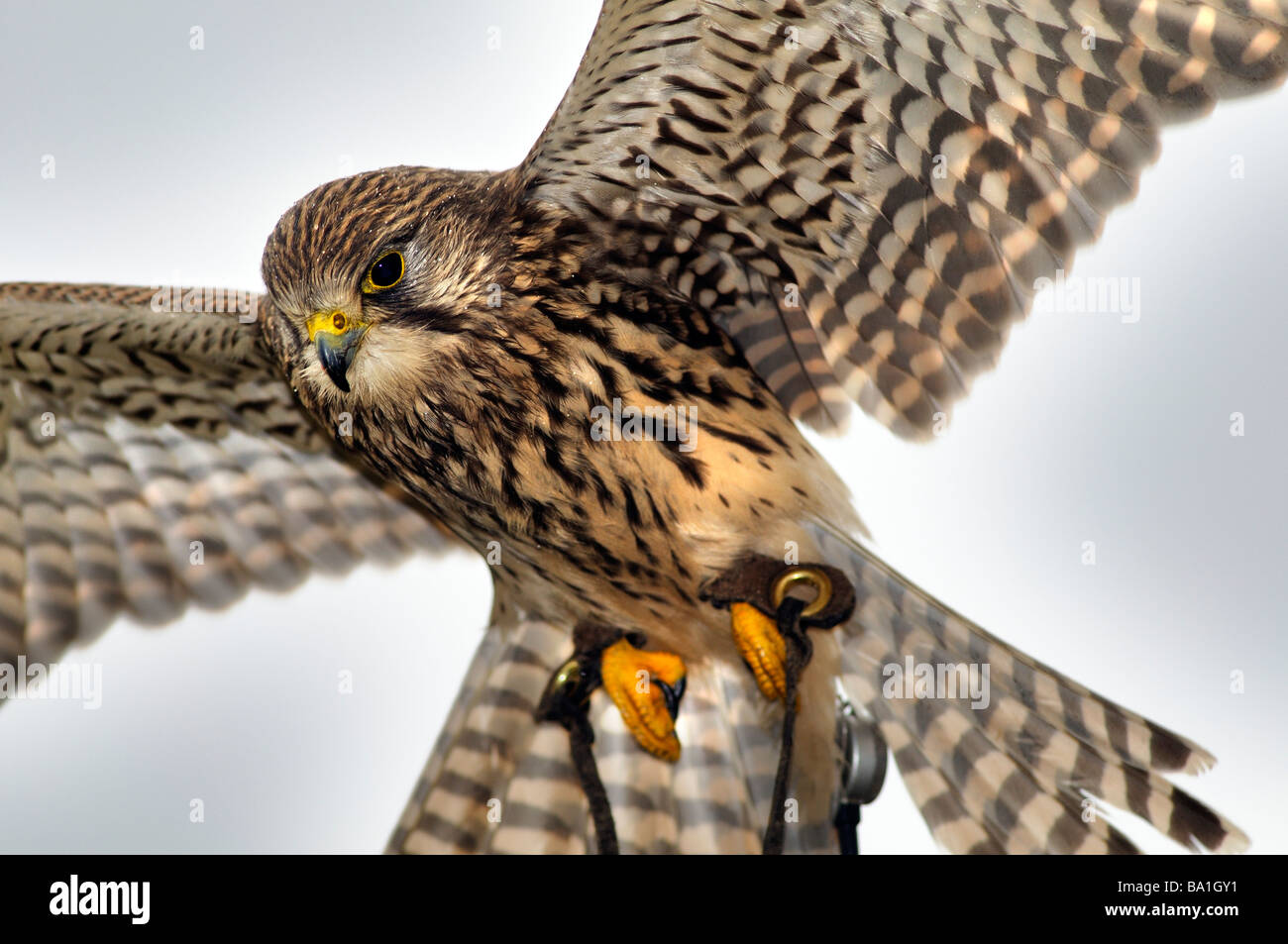 Close up d'un crécerelle (Falco tinnunculus) planant au cours de la chasse Banque D'Images