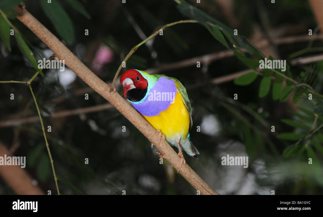 Gouldian Finch, Erythrura gouldiae Chloebia gouldiae (ou), également appelé le Lady Gouldian Finch Roselin de Gould, ou arc-en-ciel Finch Banque D'Images