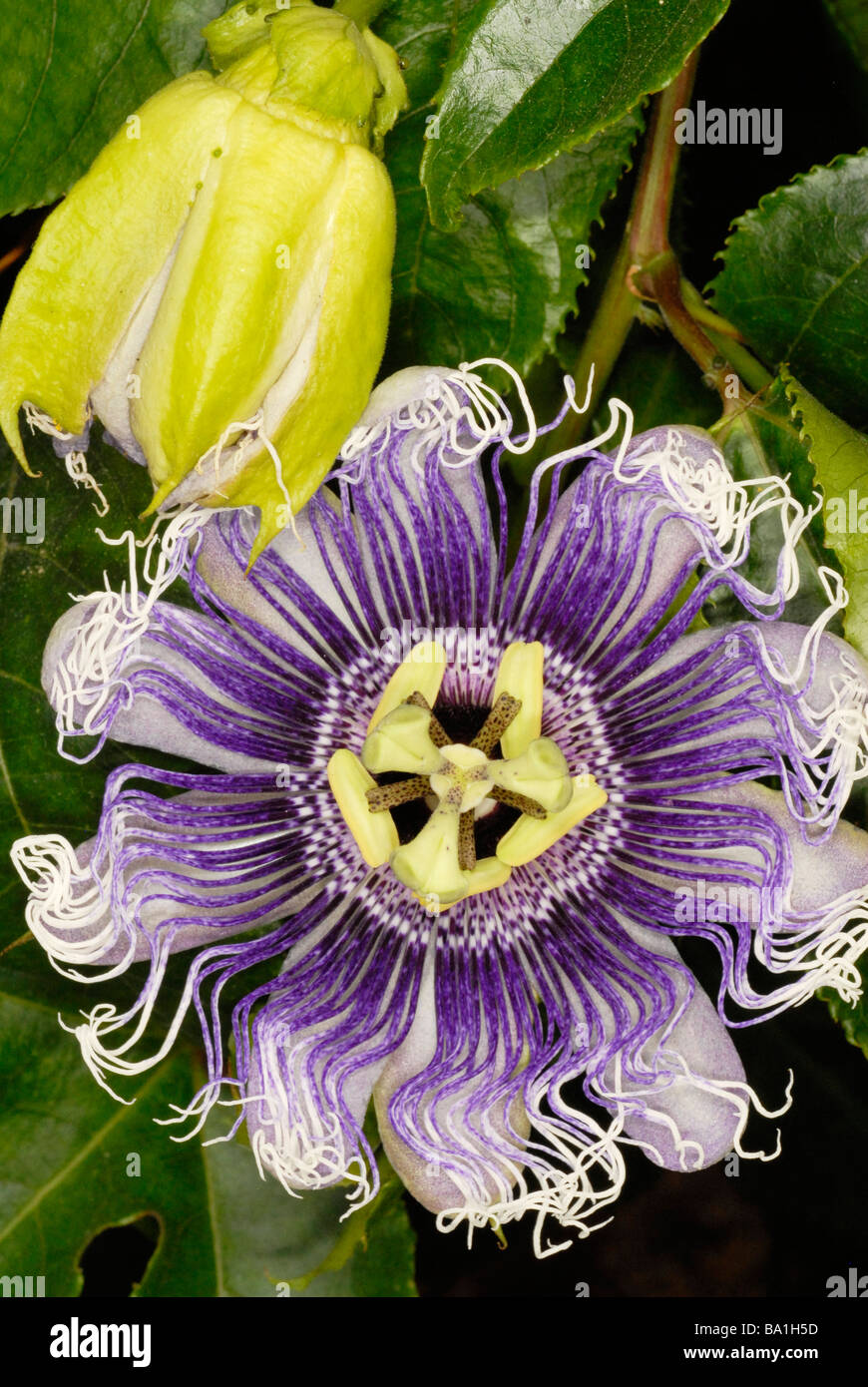 Close up de la passiflore Passiflora Elizabeth Banque D'Images