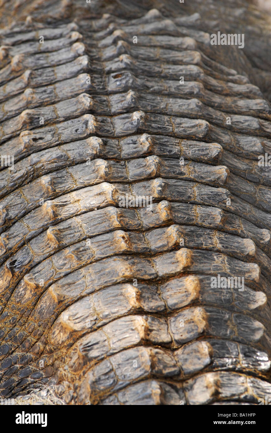 A la photo en gros plan de la peau d'un alligator Alligator mississippiensis (). Banque D'Images