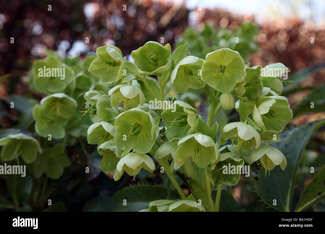 Hellebrus foetidus vivace à fleur de ressort Banque D'Images