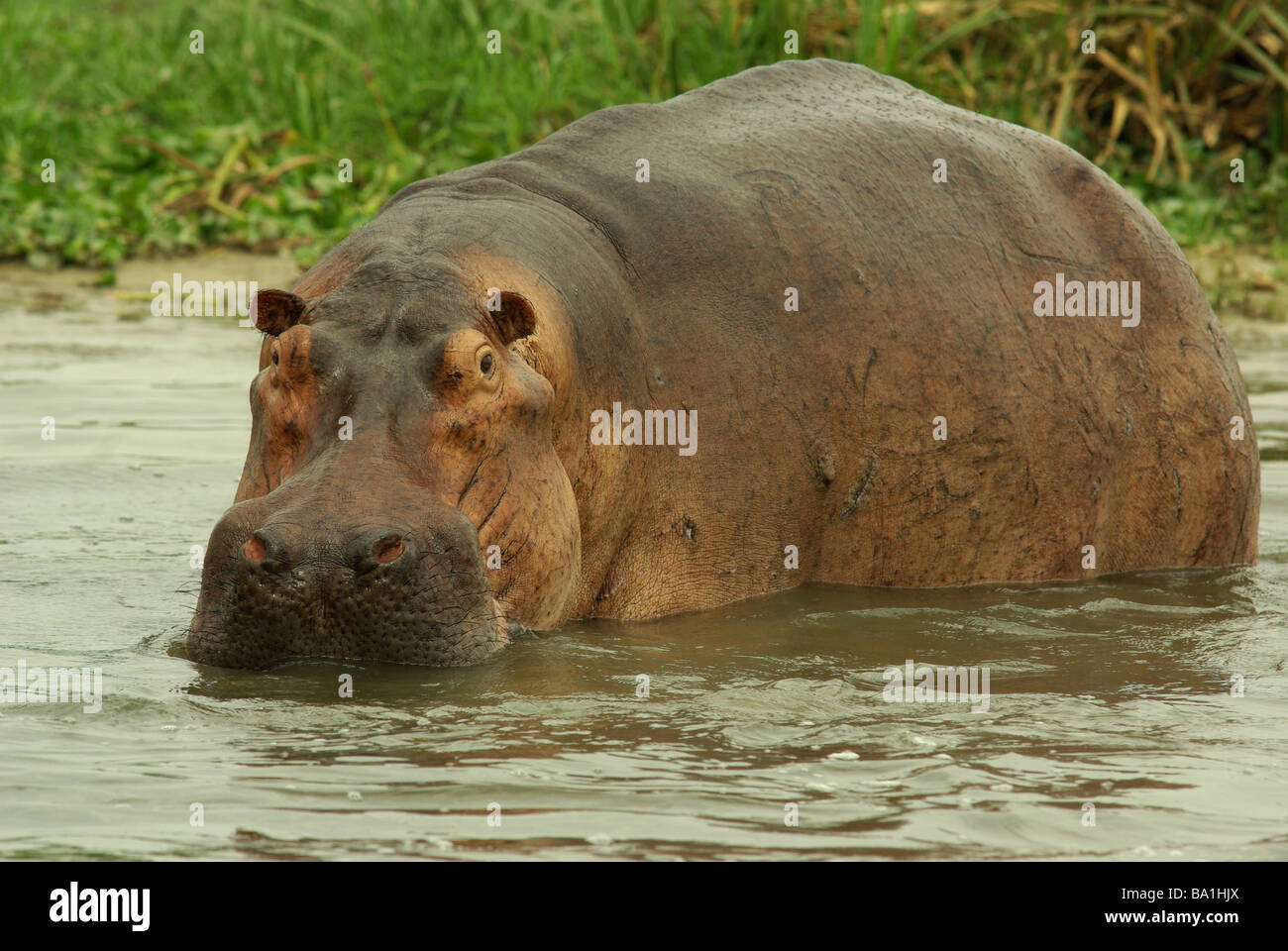 - Hippopotame Hippopotamus amphibus Banque D'Images