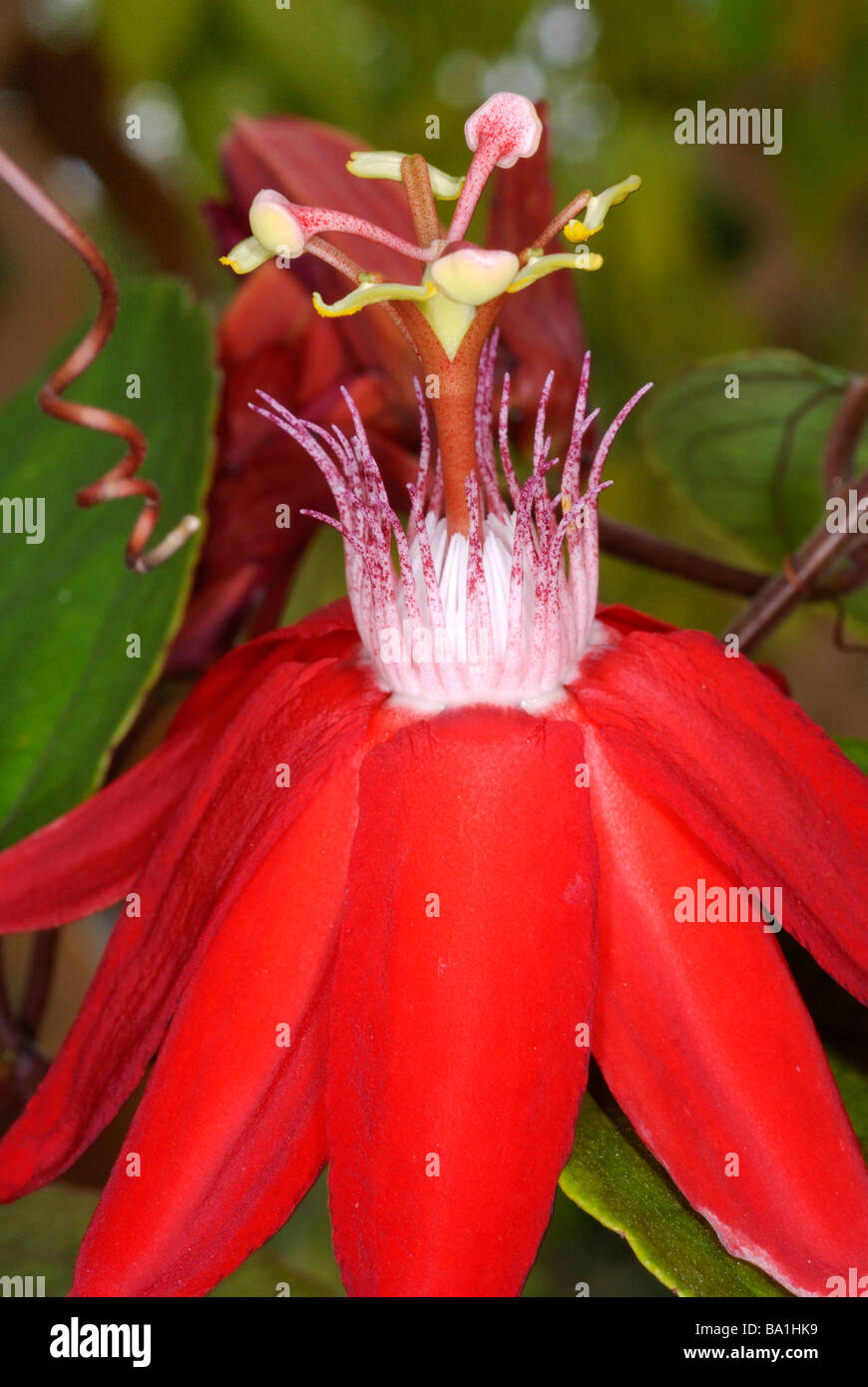Close up de la passiflore Passiflora Grace Ann Banque D'Images
