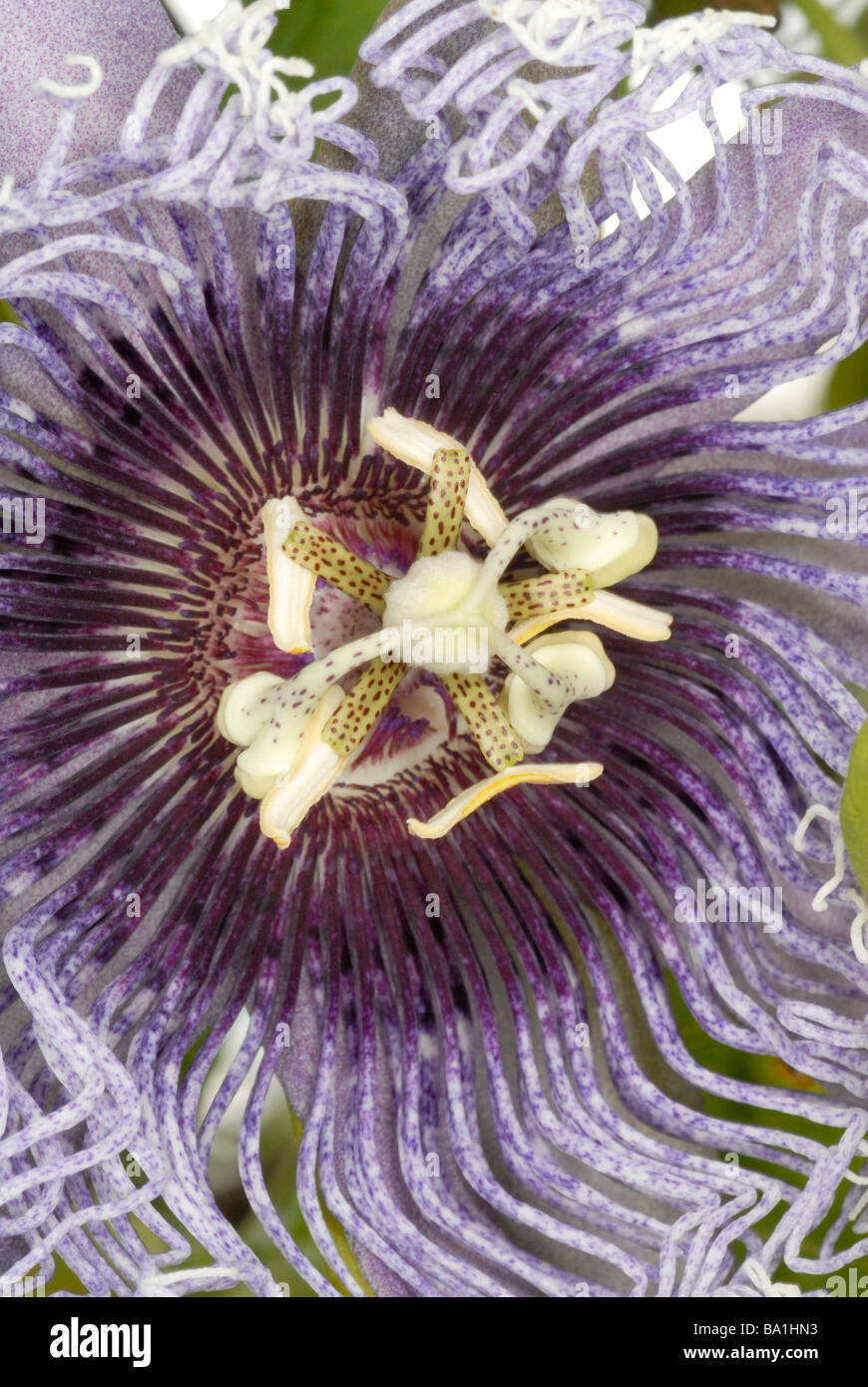 Close up de la passiflore Passiflora Elizabeth Banque D'Images