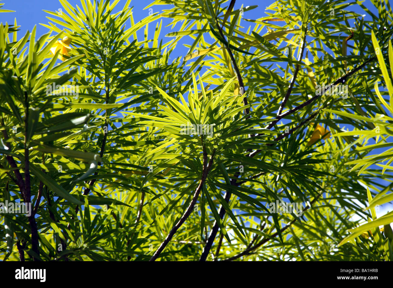 Close-up of a beautiful tree flowerining Pembroke Parish, Bermudes Banque D'Images