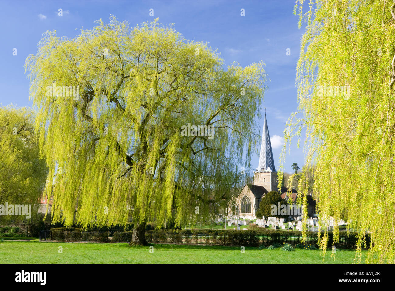 Godalming, Surrey, UK. L'église paroissiale de Godalming et saules pleureurs. Banque D'Images