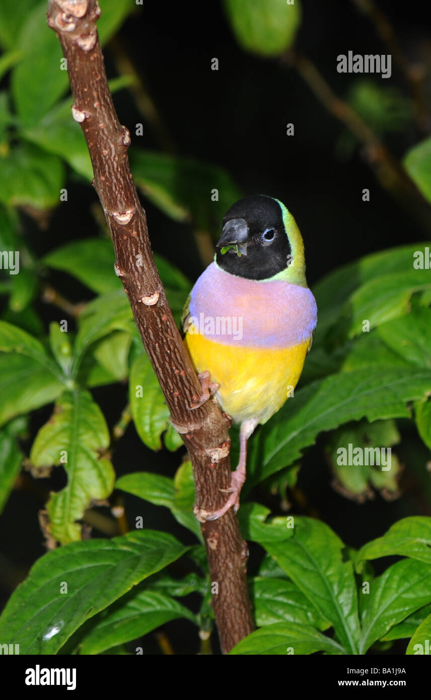 Gouldian Finch, Erythrura gouldiae Chloebia gouldiae (ou), également appelé le Lady Gouldian Finch Roselin de Gould, ou arc-en-ciel Finch Banque D'Images