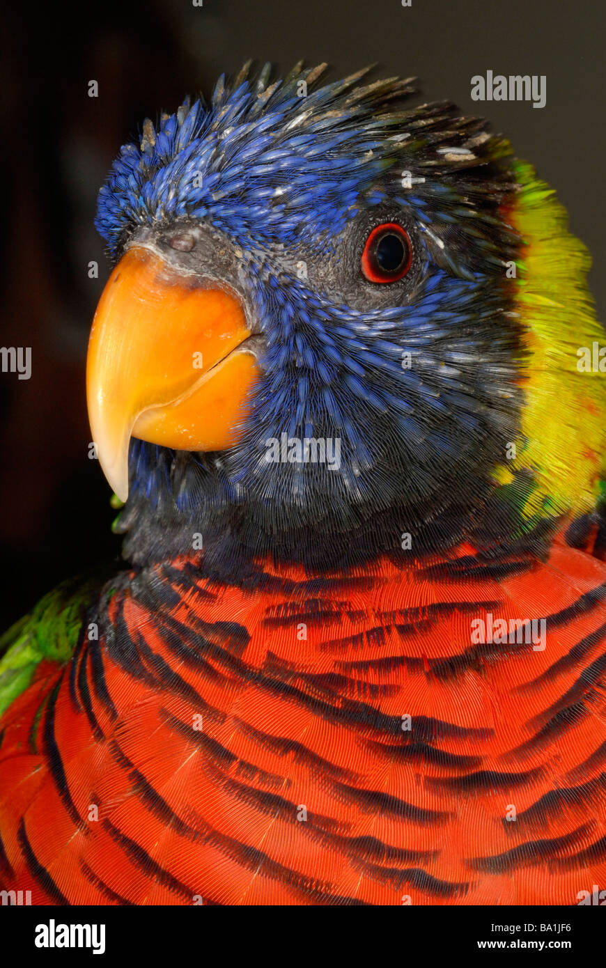 Close up of lorikeet bird Banque D'Images