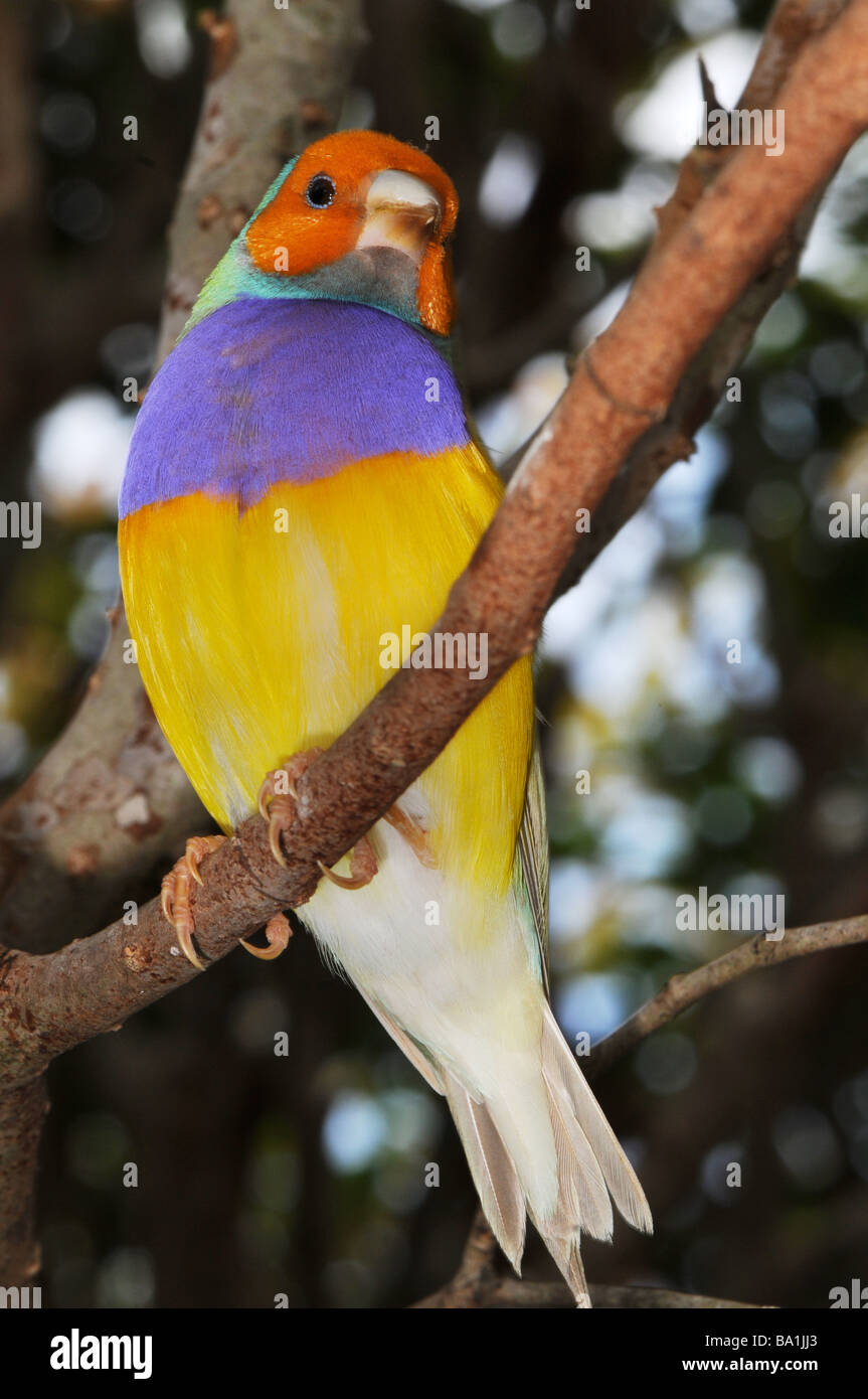 Gouldian Finch, Erythrura gouldiae Chloebia gouldiae (ou), également appelé le Lady Gouldian Finch Roselin de Gould, ou arc-en-ciel Finch Banque D'Images