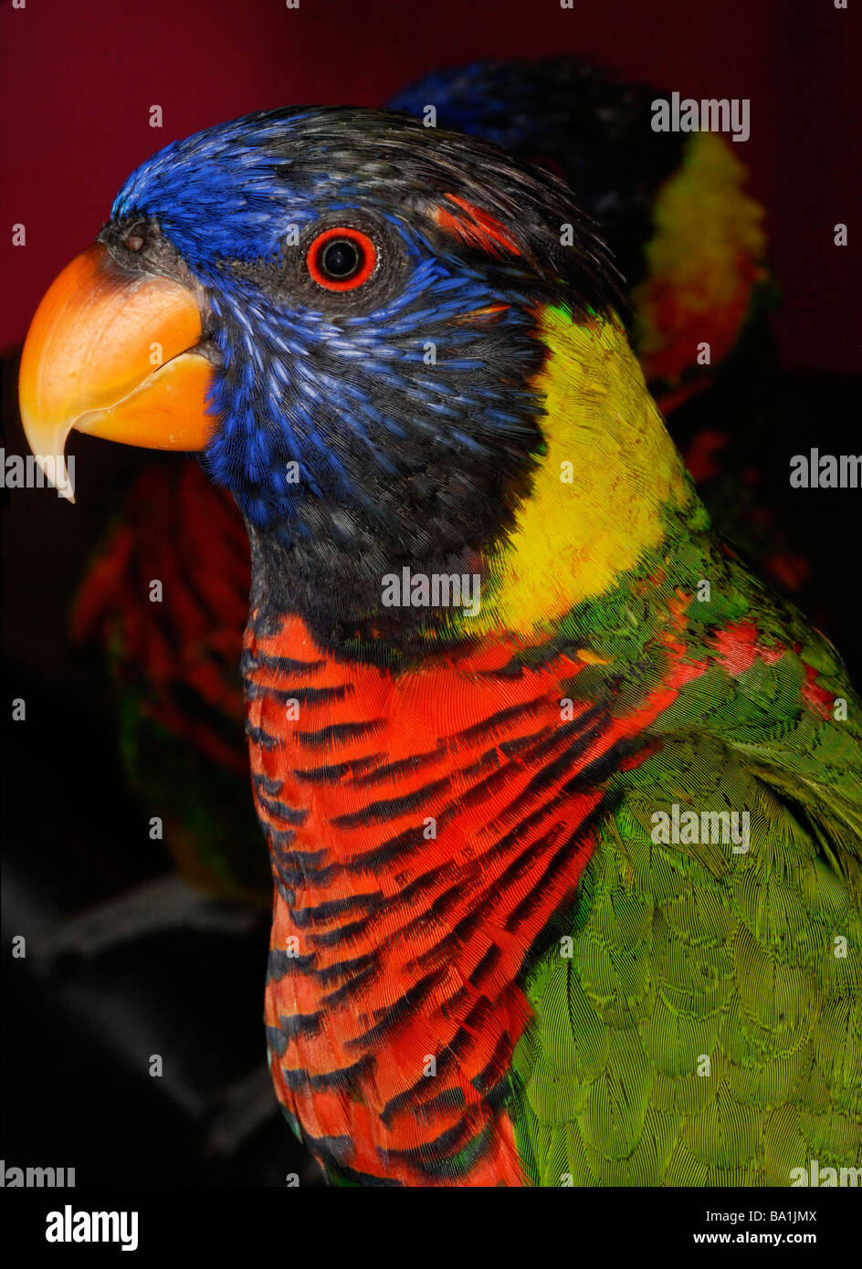 Close up of lorikeet bird Banque D'Images