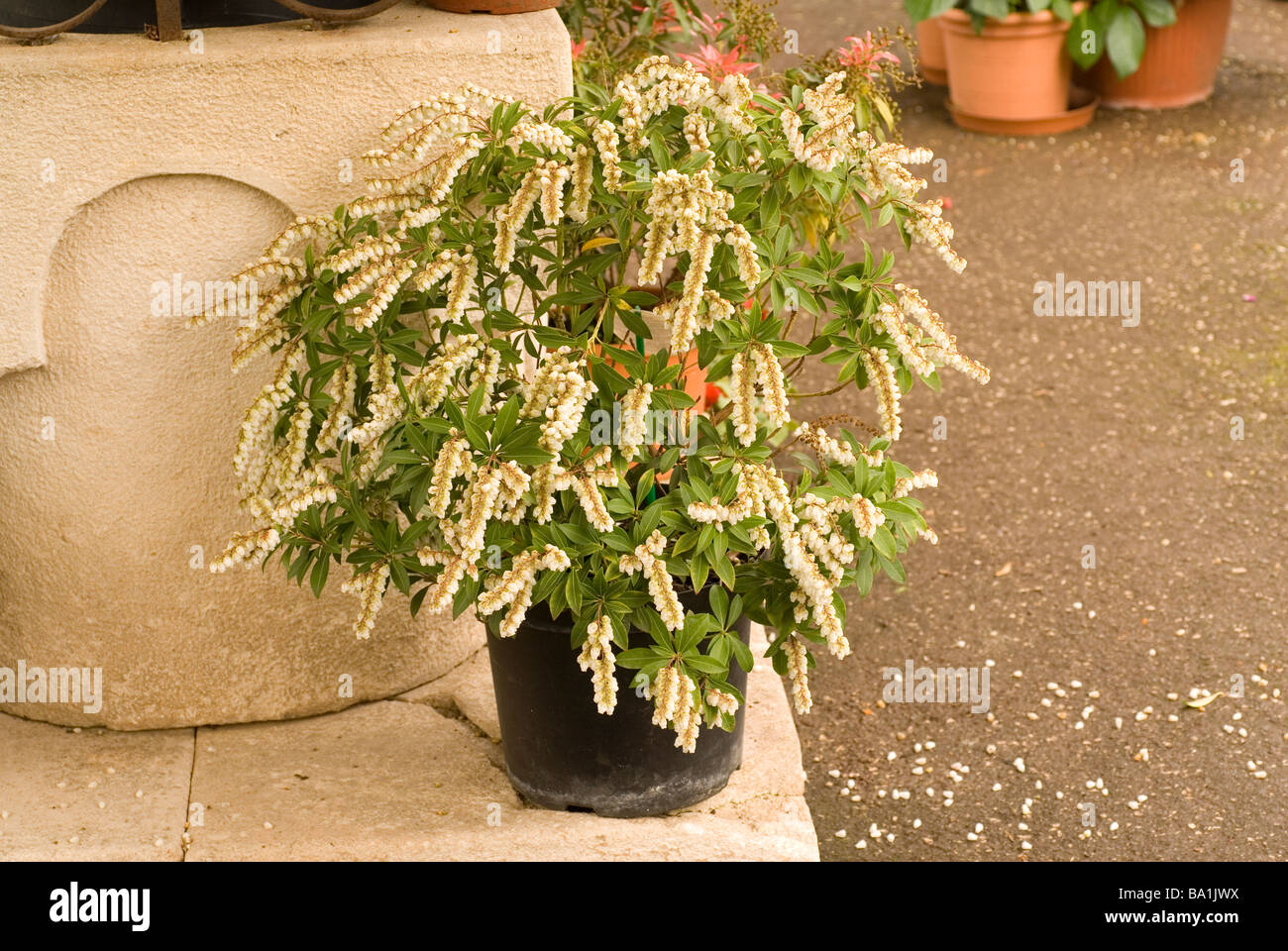 Holehird Pieris japonica 'Cupido', Ericaceae Banque D'Images