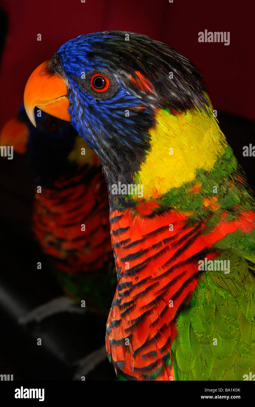 Close up of lorikeet bird Banque D'Images