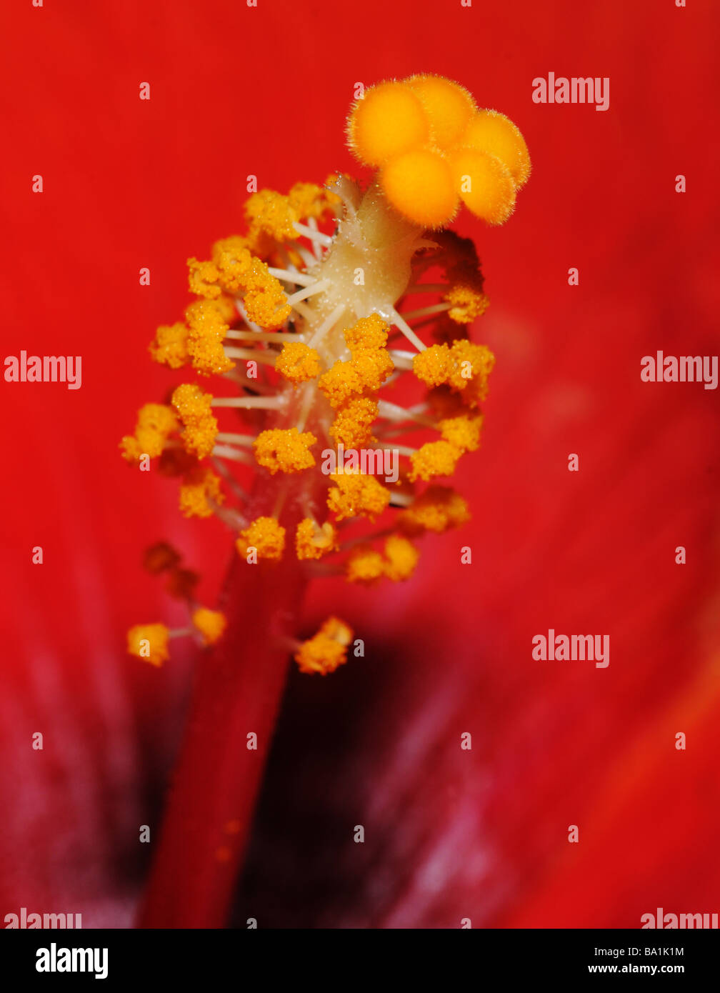 Fleur d'hibiscus, close-up montrant pistil et étamines. Banque D'Images