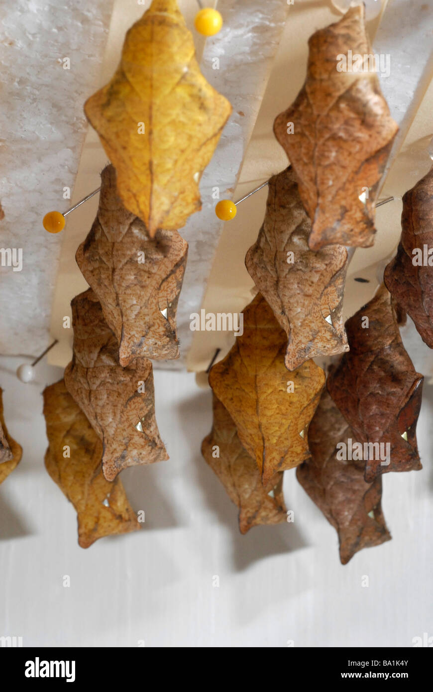 Pupes chrysalises dans une cage d'élevage à la maison des papillons Banque D'Images