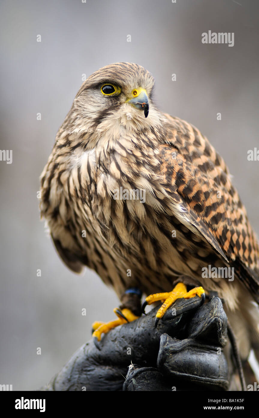 Portrait d'un crécerelle (Falco tinnunculus) assis sur le gant du falconer Banque D'Images