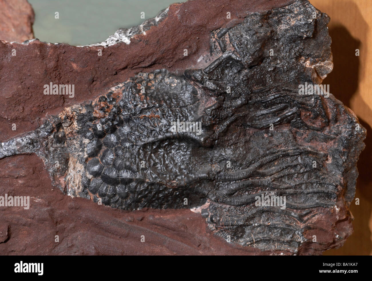 Les Crinoïdes fossiles, les animaux marins, également connu sous le nom de lys de mer ou plumes-stars Banque D'Images