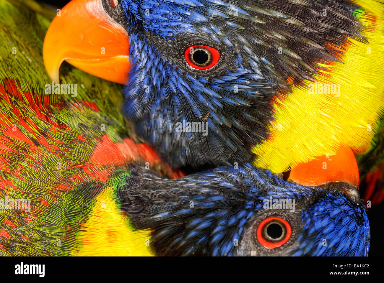 Close up of lorikeet bird Banque D'Images