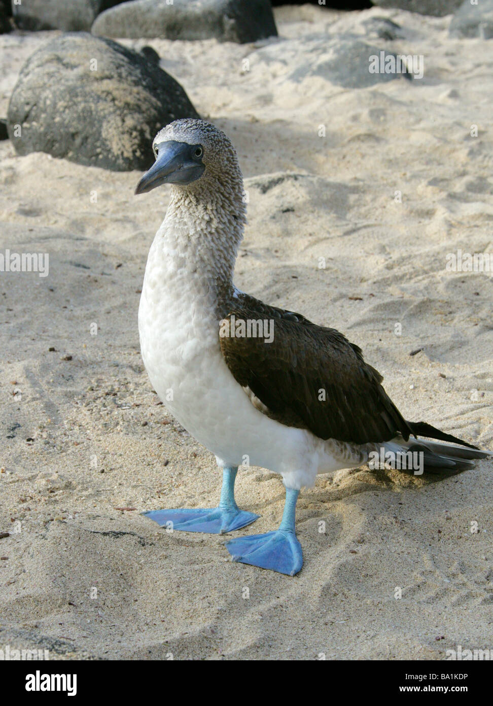 Blue-footed Booby, Sula nebouxii, Sulidae, Espanola Island, archipel des Galapagos, Equateur, Amérique du Sud Banque D'Images