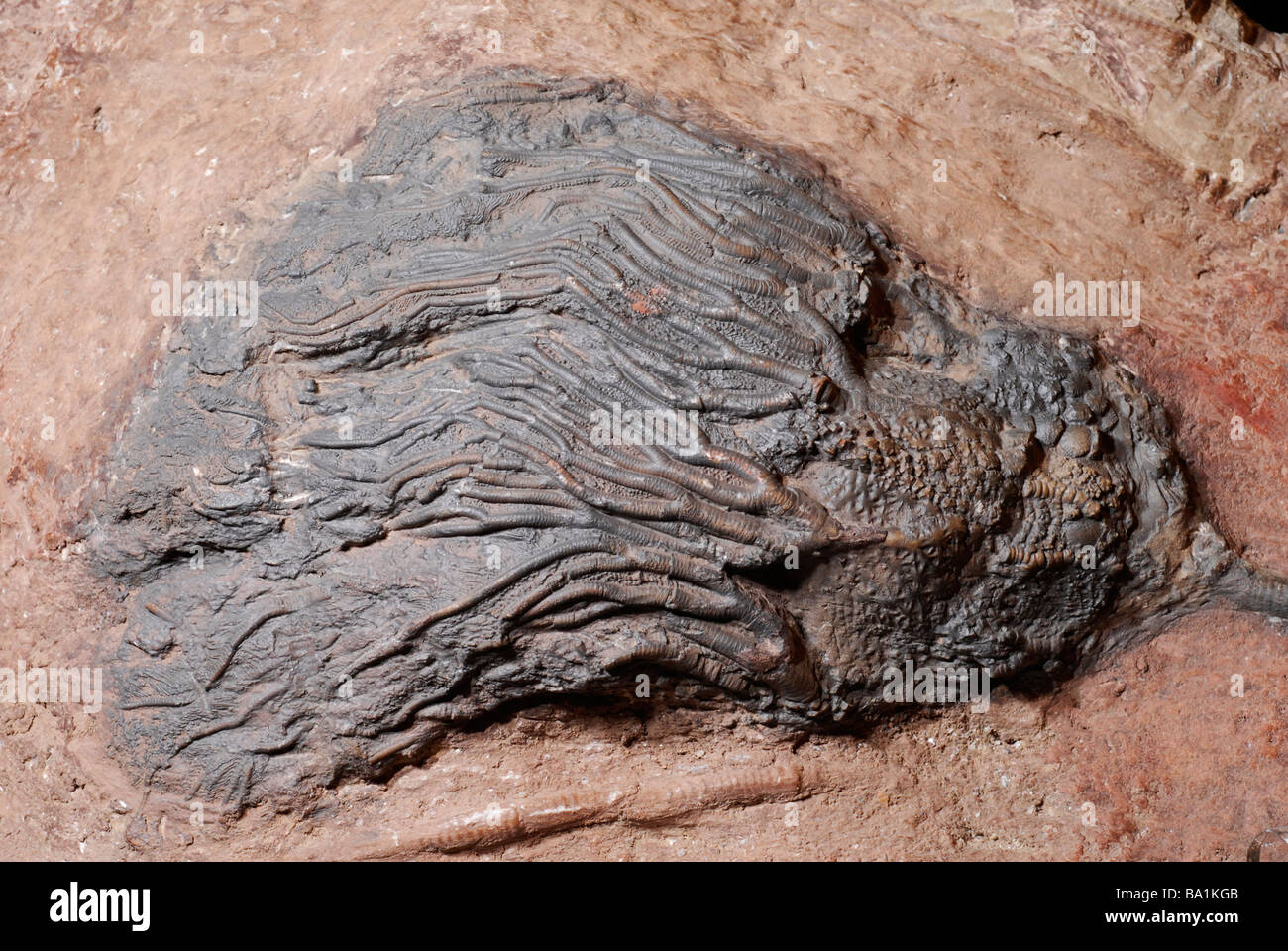 Les Crinoïdes fossiles, les animaux marins, également connu sous le nom de lys de mer ou plumes-stars Banque D'Images