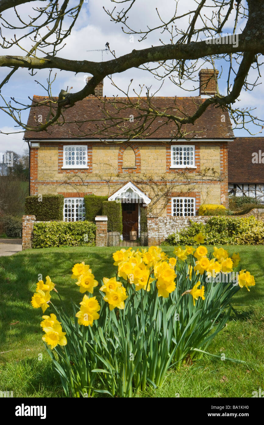 Cottage et les jonquilles. Lucky Duck, Surrey, UK Banque D'Images