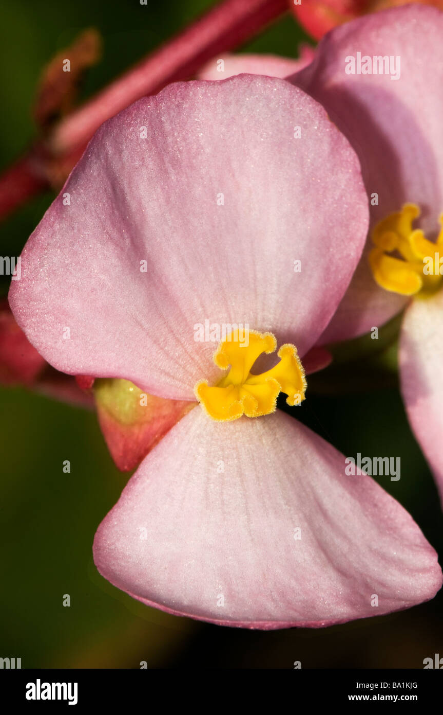 Close-up de bégonia fleurs Banque D'Images