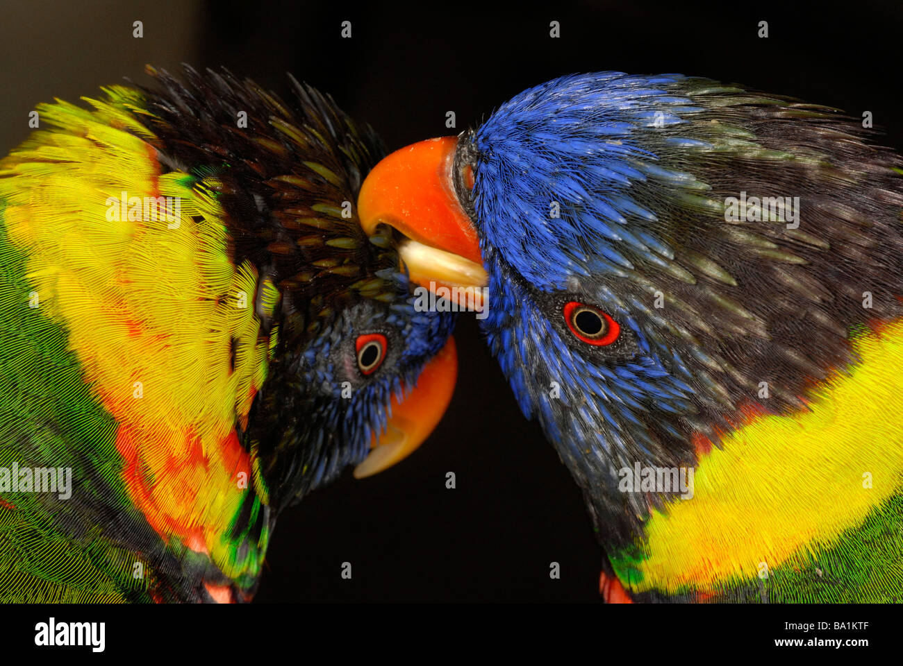 Close up of lorikeet bird Banque D'Images