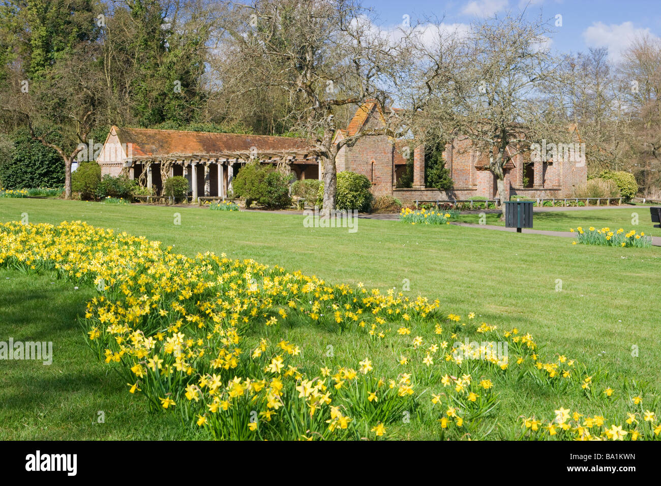 Phillips Memorial Cloître de jonquilles, Godalming, Surrey, UK. Banque D'Images
