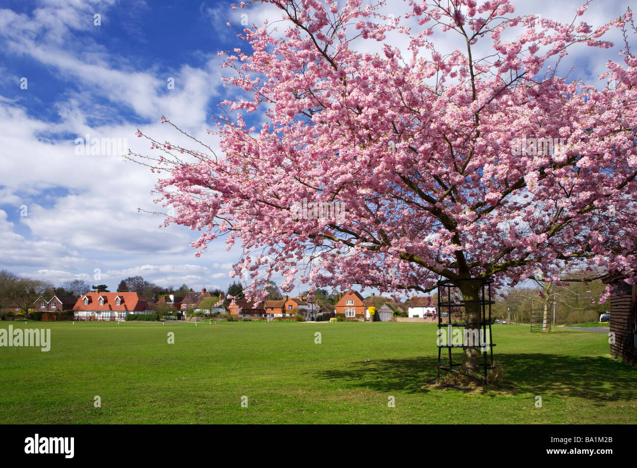 Lucky Duck, village green, Surrey, UK. Flowering cherry et les jonquilles. Banque D'Images