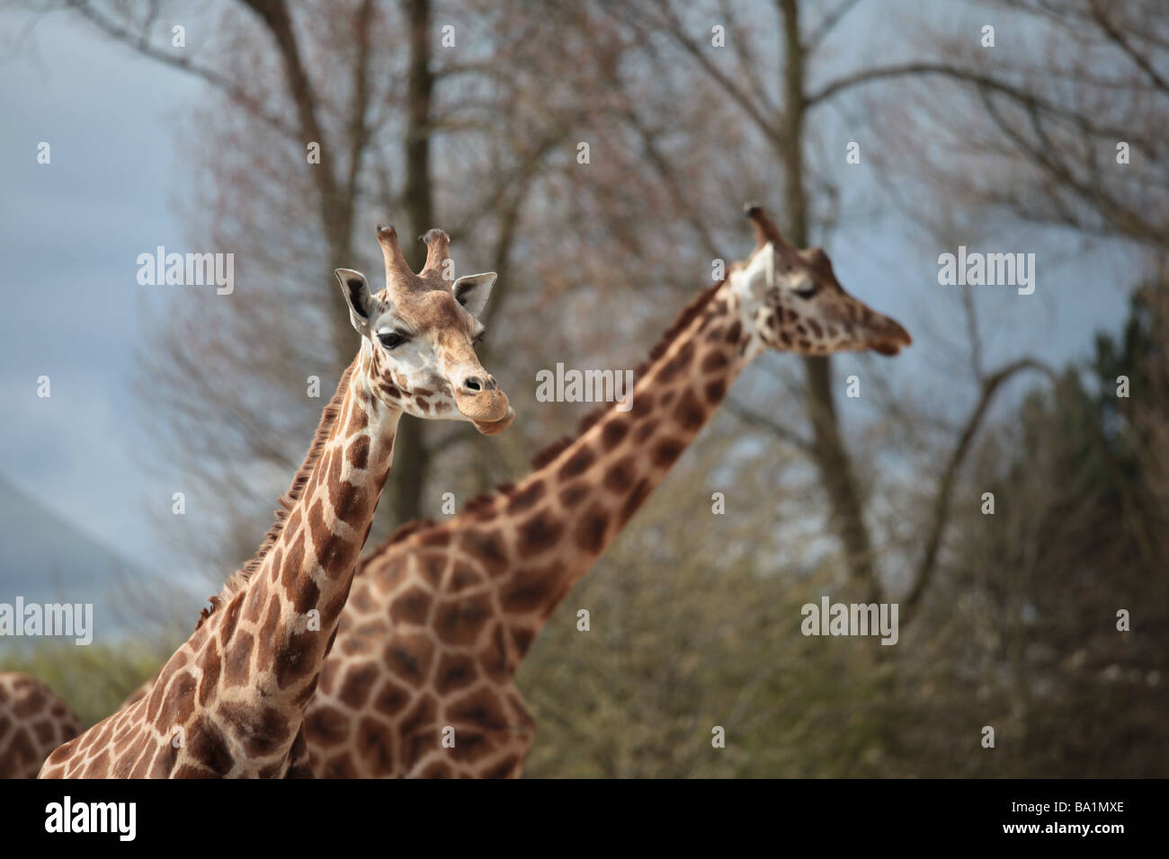 Deux girafes en profil. Banque D'Images